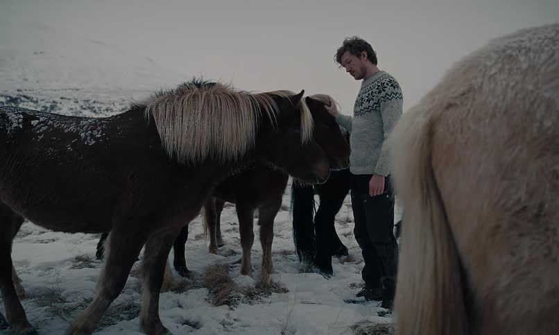 A man wearing a traditional Nordic sweater gently pets a herd of Icelandic horses in a snowy winter field