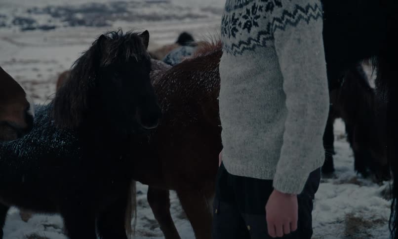 A gentle man in a cozy sweater stands among a herd of Icelandic horses, calmly petting one in a snowy winter field