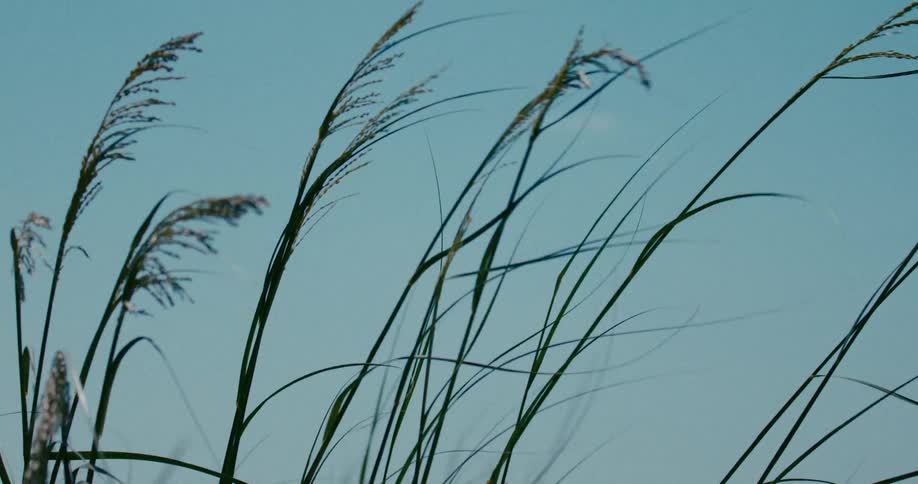 Tall green blades of grass dance gracefully in the wind against a pale blue sky