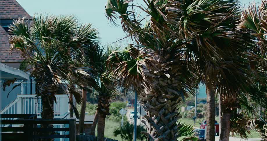 Palm trees sway vigorously in the strong winds of a coastal town