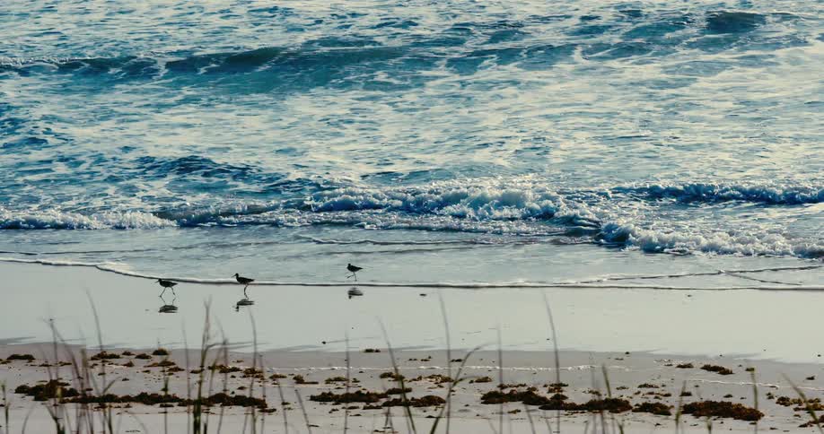 A serene, slow-motion shot of three birds on the shoreline with foamy waves breaking on the sand