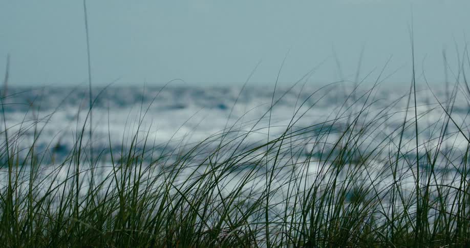 Close-up of sea grass blowing in the wind with the choppy ocean waves out of focus in the background