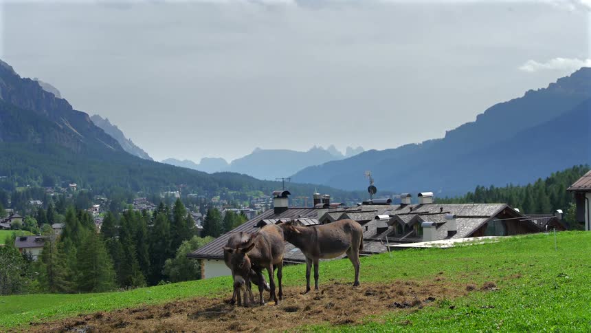 A family of three donkeys grazes peacefully on a lush green hill overlooking a picturesque mountain village