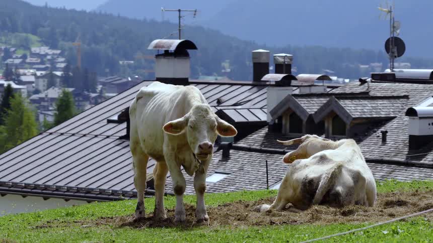 Two white cows relax in a green pasture overlooking a picturesque mountain village in the European Alps