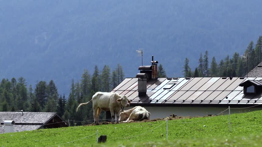 Two white cows rest on a green mountain pasture in front of a rustic farmhouse with a forest in the background