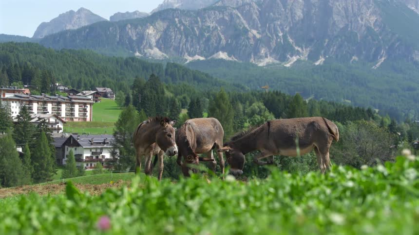 A trio of donkeys peacefully graze in a vibrant green meadow against the stunning backdrop of rugged mountains and a quaint alpine village