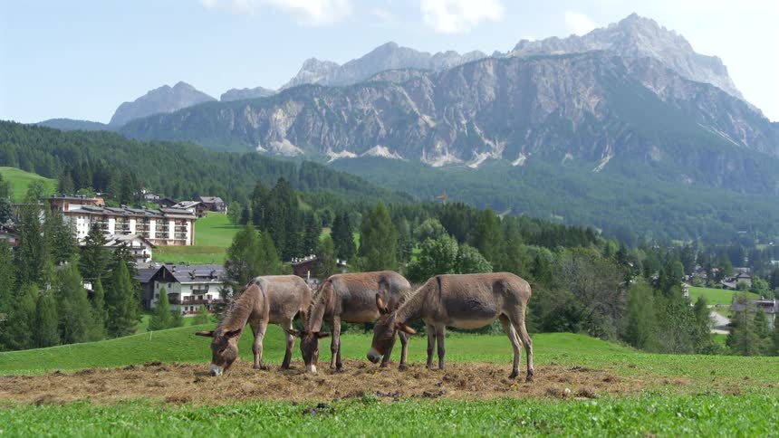 Three donkeys graze peacefully in a lush green meadow with a spectacular mountain range and a quaint village in the background