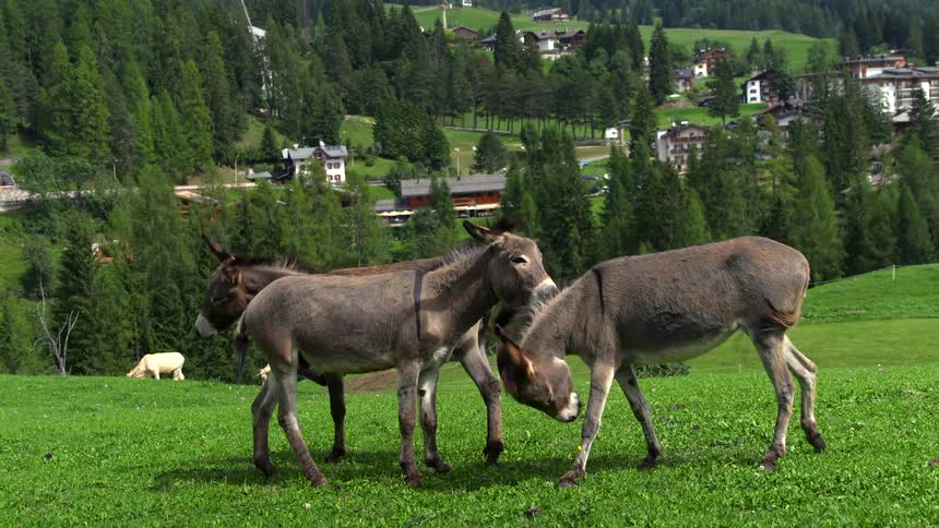 Three playful donkeys graze and groom each other in a green alpine meadow above a charming mountain village