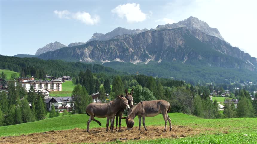 Three friendly donkeys graze in a lush green meadow with the majestic Dolomite mountains and a picturesque village in the background