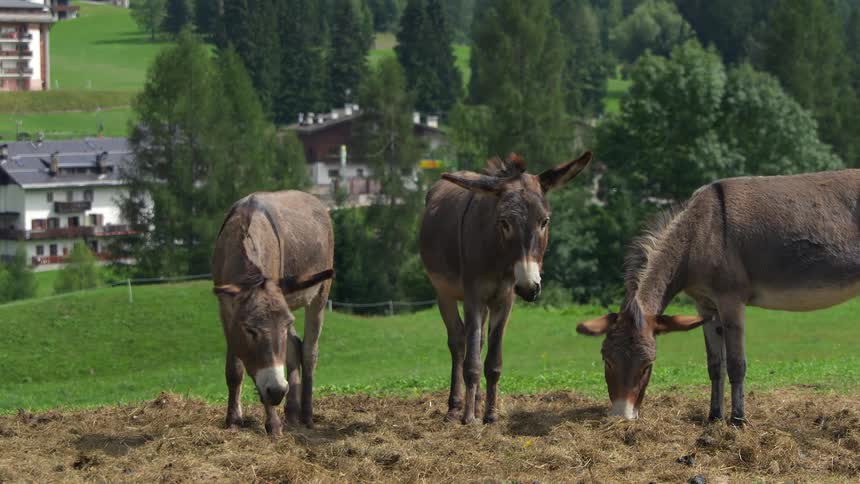 Three gentle donkeys graze on hay in a lush green field overlooking a charming mountain village
