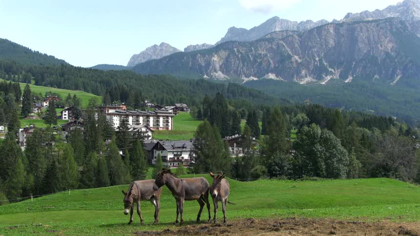 Three donkeys graze in a lush green pasture overlooking a picturesque mountain village in the Italian Dolomites