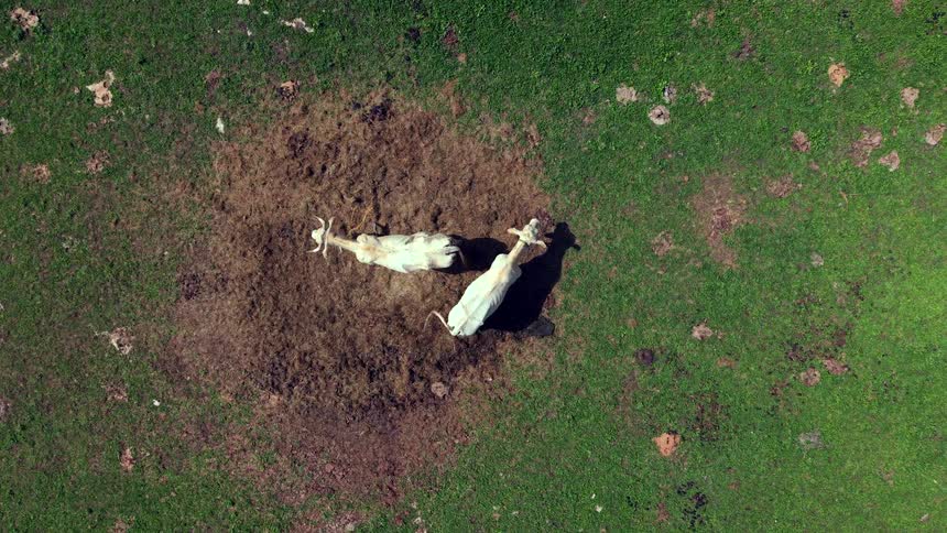 Slowly zooming aerial top-down view of two white Nelore cattle standing together in a muddy patch of a green pasture