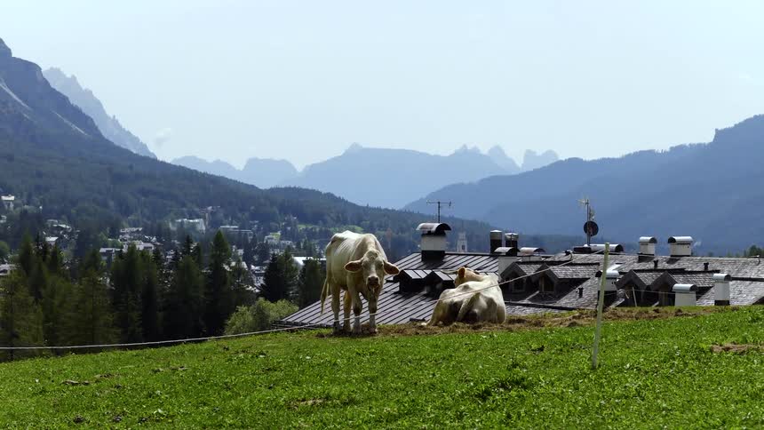 Slow zoom out reveals two white cows relaxing in a green mountain pasture above an idyllic alpine village in the Dolomites