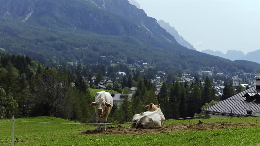 Two white cows rest in a green pasture overlooking an idyllic Alpine village nestled in the Dolomite mountains