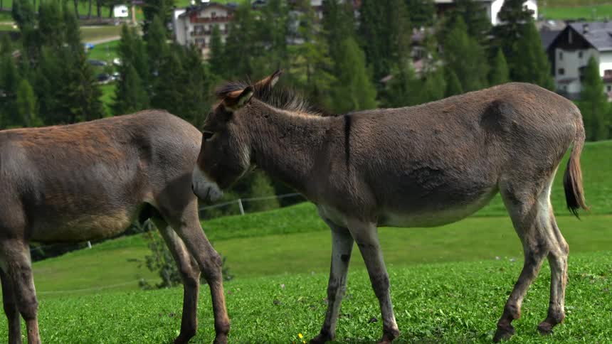 A gentle donkey grazes and walks across a lush green alpine meadow in slow motion, later joining its companions