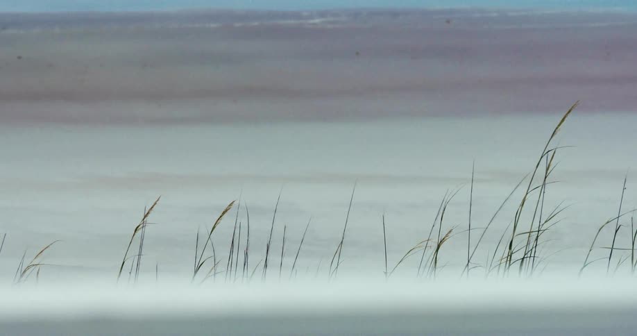 Tall grass blades sway gently in the mist, set against a serene, pastel-hued salt lake background