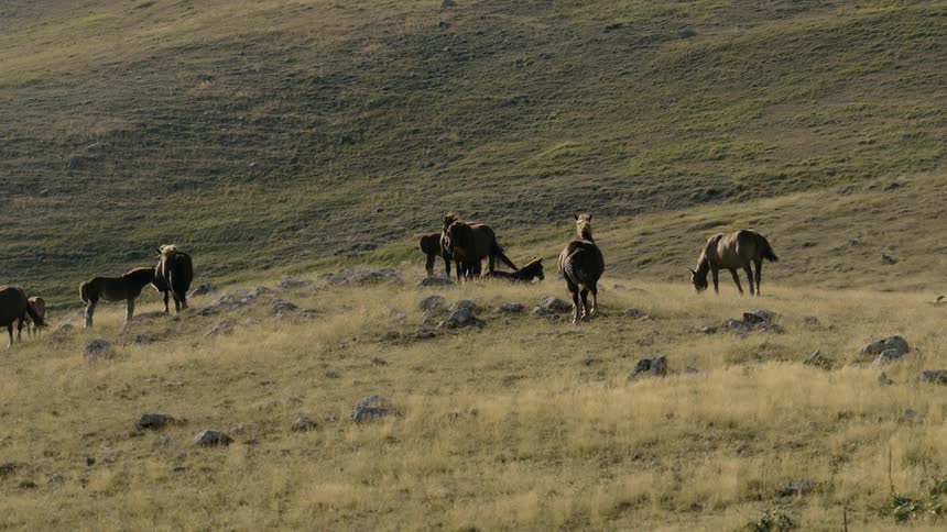 A herd of wild horses and donkeys rests and grazes on a sunlit, grassy hillside in the mountains