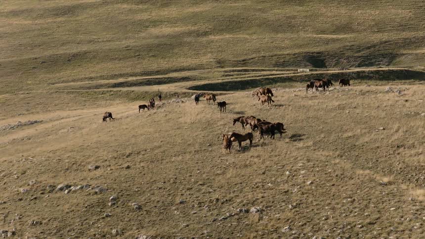 A wide shot slowly zooms in on a large herd of wild horses and their foals grazing peacefully on a vast, grassy mountain slope