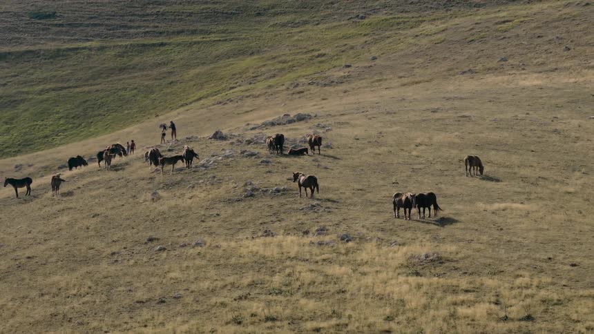 A herd of wild horses grazes peacefully on a vast, sunlit grassy hillside as a group of people observes them from a distance