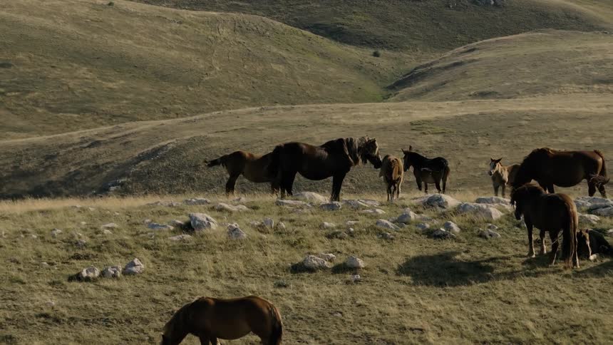 A herd of majestic wild horses and their young foals graze peacefully on a windy, sunlit hillside
