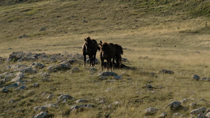 A herd of majestic wild horses and their foals graze and rest peacefully on a vast, windy, and rocky mountain pasture