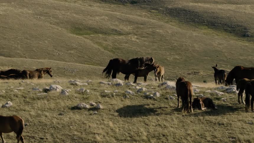 A herd of wild horses peacefully rests and grazes together on a vast, sunlit grassy hillside