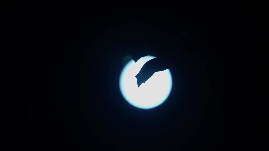 Mysterious leaves are silhouetted against the bright, out-of-focus full moon on a dark night