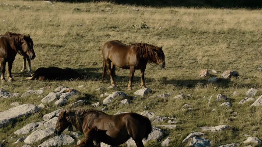 A peaceful herd of wild brown horses and foals rests and grazes on a sunny, rocky mountainside