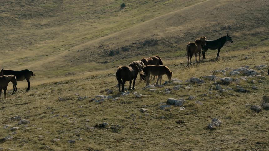 A herd of wild horses and donkeys grazes peacefully on a vast, sun-drenched mountainside