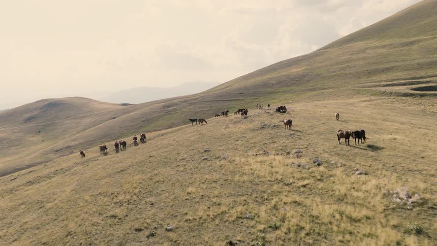 An aerial drone flies over a vast mountain landscape, revealing a herd of wild horses and a family admiring them from the hillside