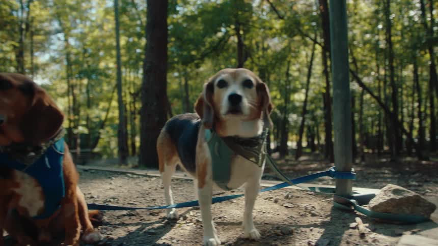Two adorable beagles on leashes look around while enjoying a sunny day at a campsite in the woods