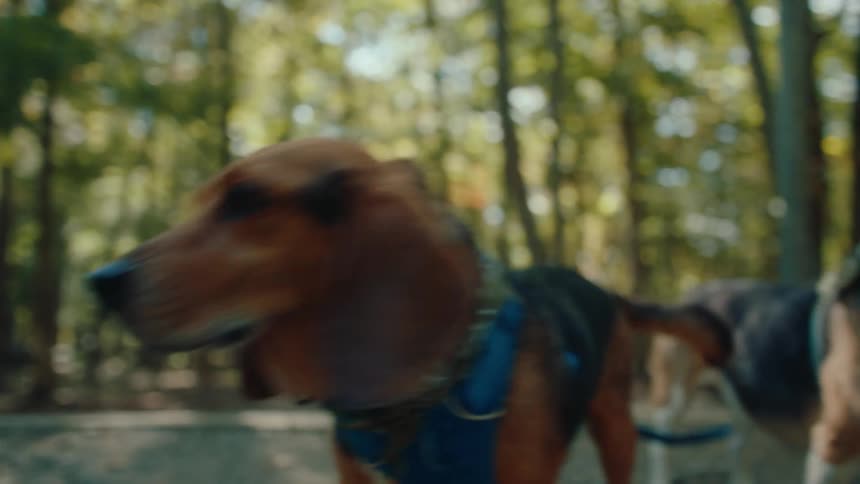 A close-up slow-motion shot reveals two adorable beagles wearing harnesses and bandanas in a sunlit forest