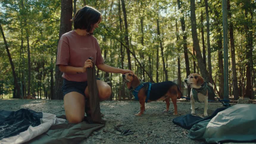 A young woman pets her two adorable beagle dogs while setting up a tent at a sunny campsite in the woods