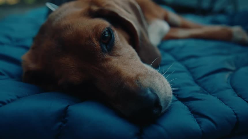 A sleepy brown hound dog rests its head on a comfortable blue bed in a close-up, cinematic shot
