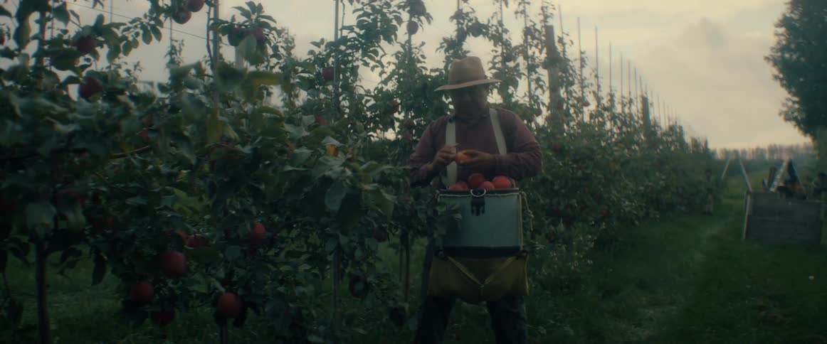 A focused farmer in a straw hat meticulously picks ripe red apples from the trees in an orchard on a cool, overcast day