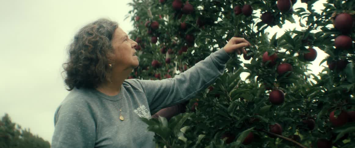 Slow motion shot of a woman with curly hair picking a delicious red apple from a tree in an apple orchard