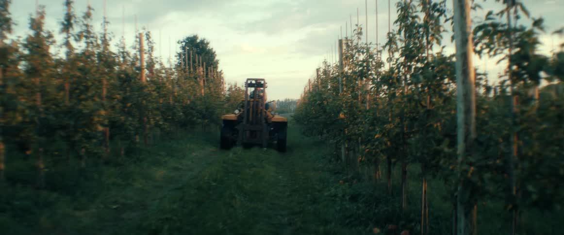A handheld pan reveals a yellow forklift parked between rows of lush green trees in an orchard at dusk
