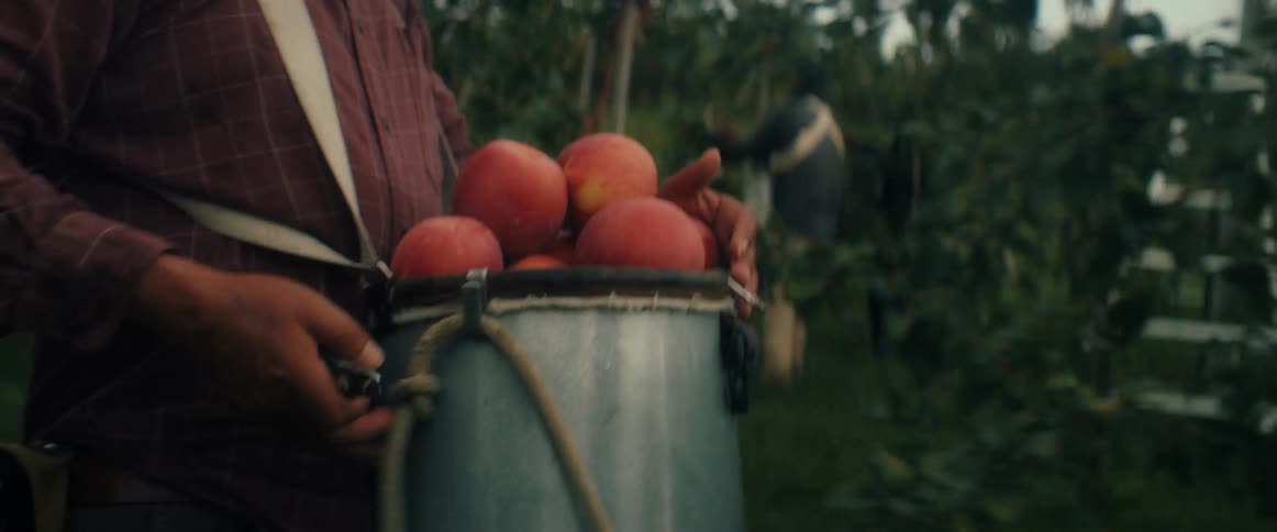 A farmer carries a bucket full of freshly picked red apples as he walks through a vibrant orchard during harvest