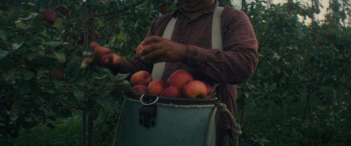A farmer in a hat carefully picks ripe red apples from the trees in an orchard and places them in his harvesting bucket