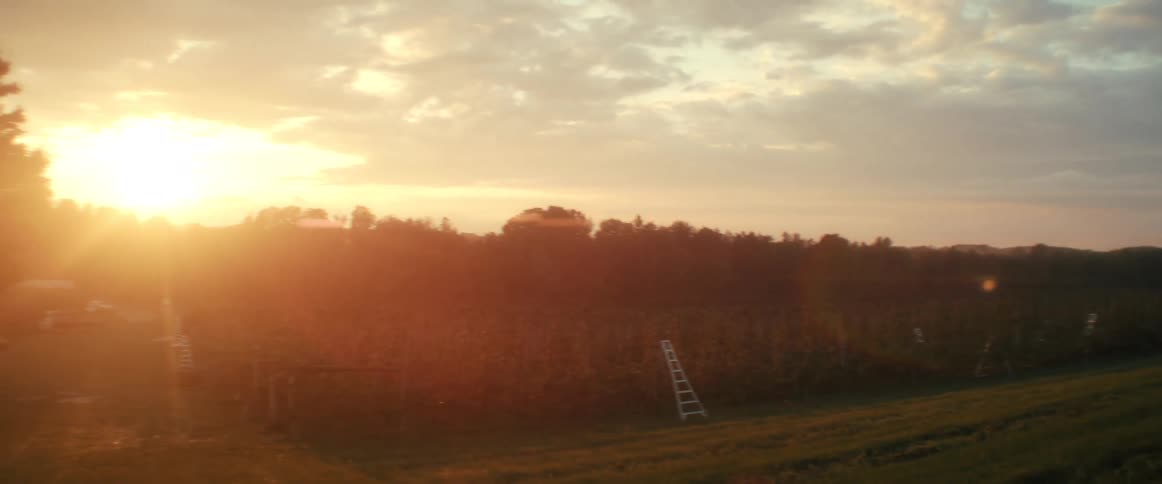 Golden hour light flares across the lens during a slow pan of a rural orchard at sunset
