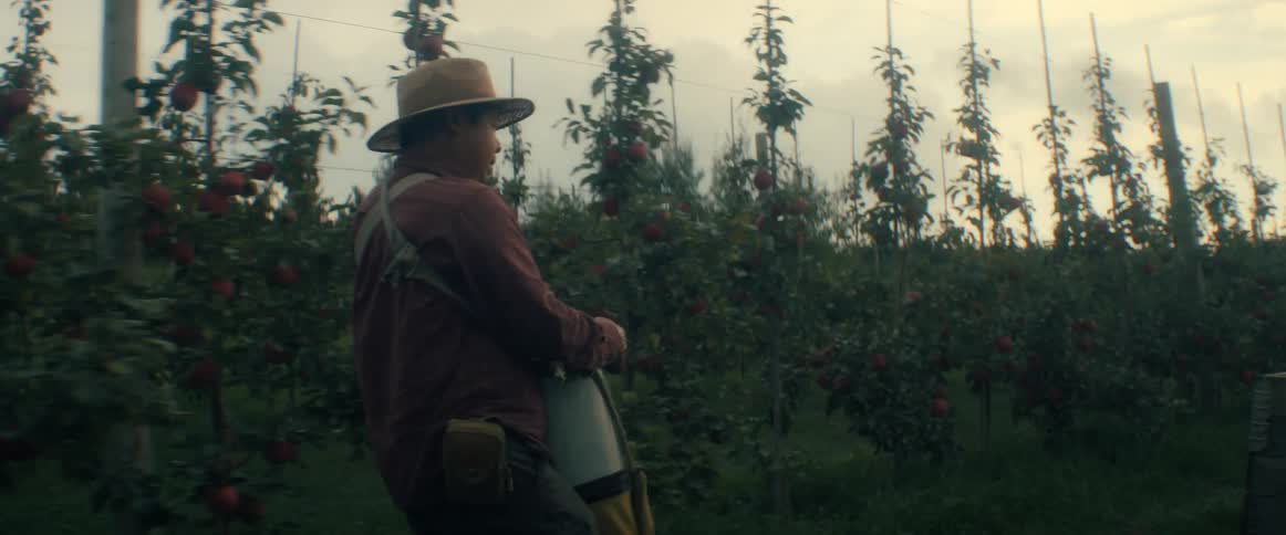 A farm worker wearing a hat and carrying a harvesting bag walks through an apple orchard at dusk, picking ripe apples