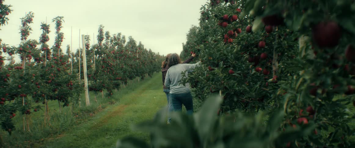 Two women walk through the rows of a lush apple orchard, picking ripe red apples on an overcast day
