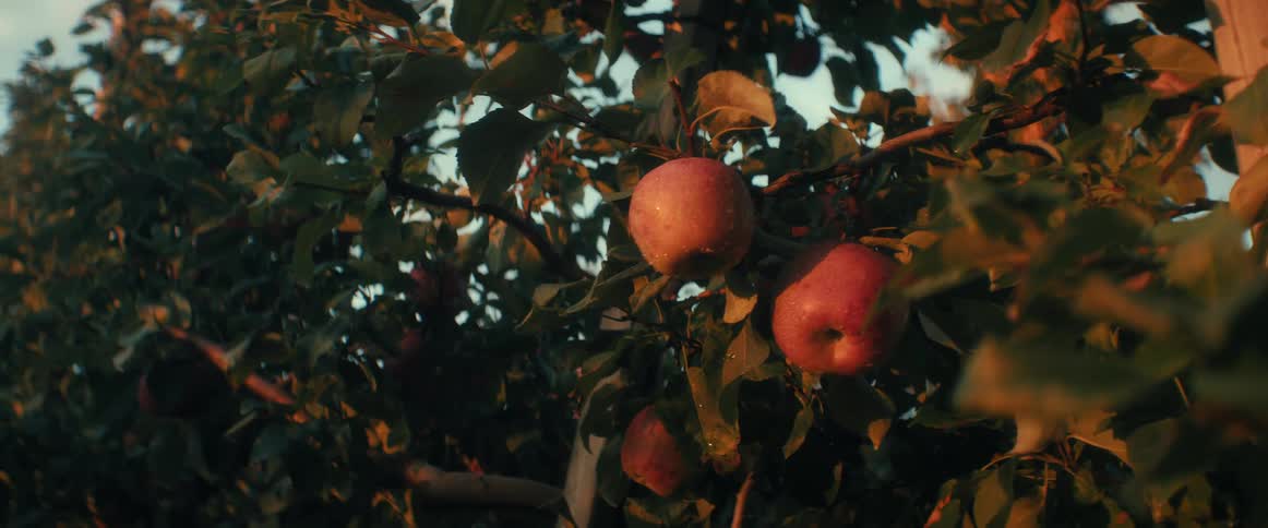 Ripe red apples glisten with water droplets on a leafy branch during a warm, golden sunset