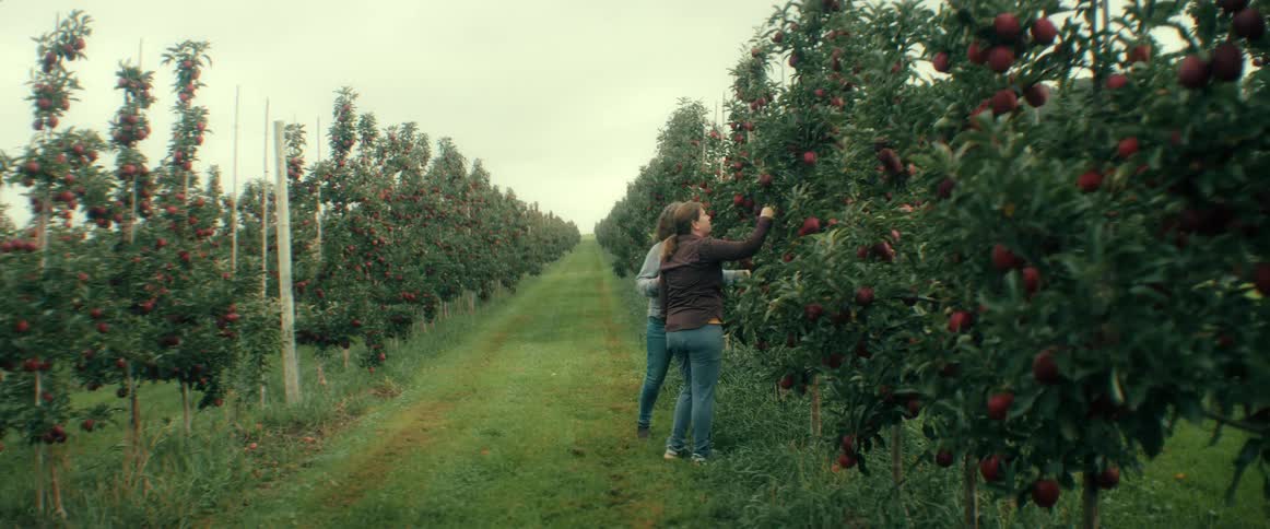 Two women stand among rows of apple trees in a large orchard, inspecting the ripe red fruit
