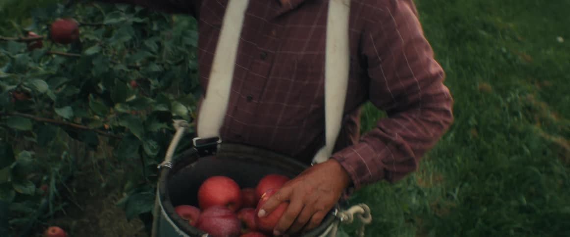 A farmer wearing a straw hat carefully picks a ripe red apple and places it into his harvesting bucket in an orchard