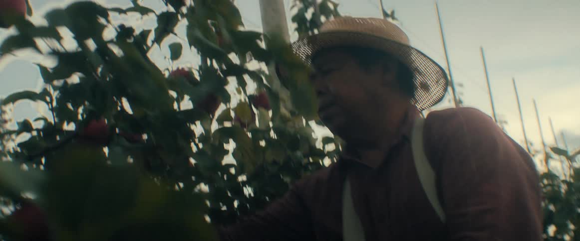 A dedicated farmer wearing a straw hat carefully selects and harvests ripe red apples in an orchard