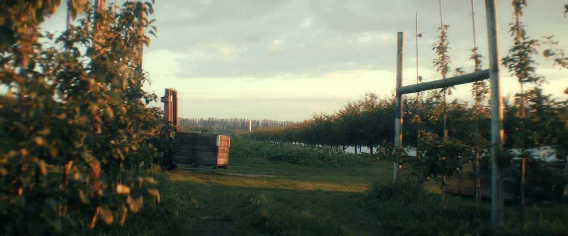 A farm worker maneuvers a forklift with a wooden bin across a grassy path in an apple orchard at sunset