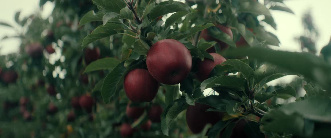 A close-up shot of ripe red apples hanging from a leafy branch in an orchard