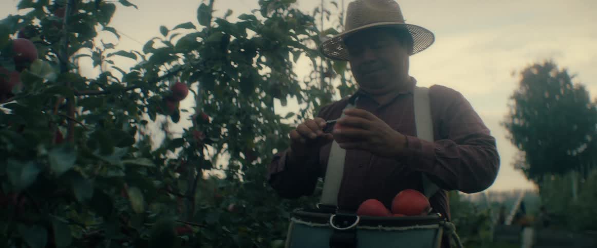 An orchard worker in a straw hat carefully picks ripe red apples from the trees and places them into his harvesting bag