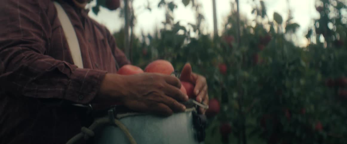 An orchard worker in a straw hat carefully picks ripe red apples and collects them in a harvesting bucket while walking through the orchard